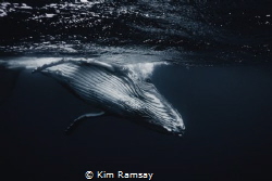 Humpback calf comes closer for a look. by Kim Ramsay 
